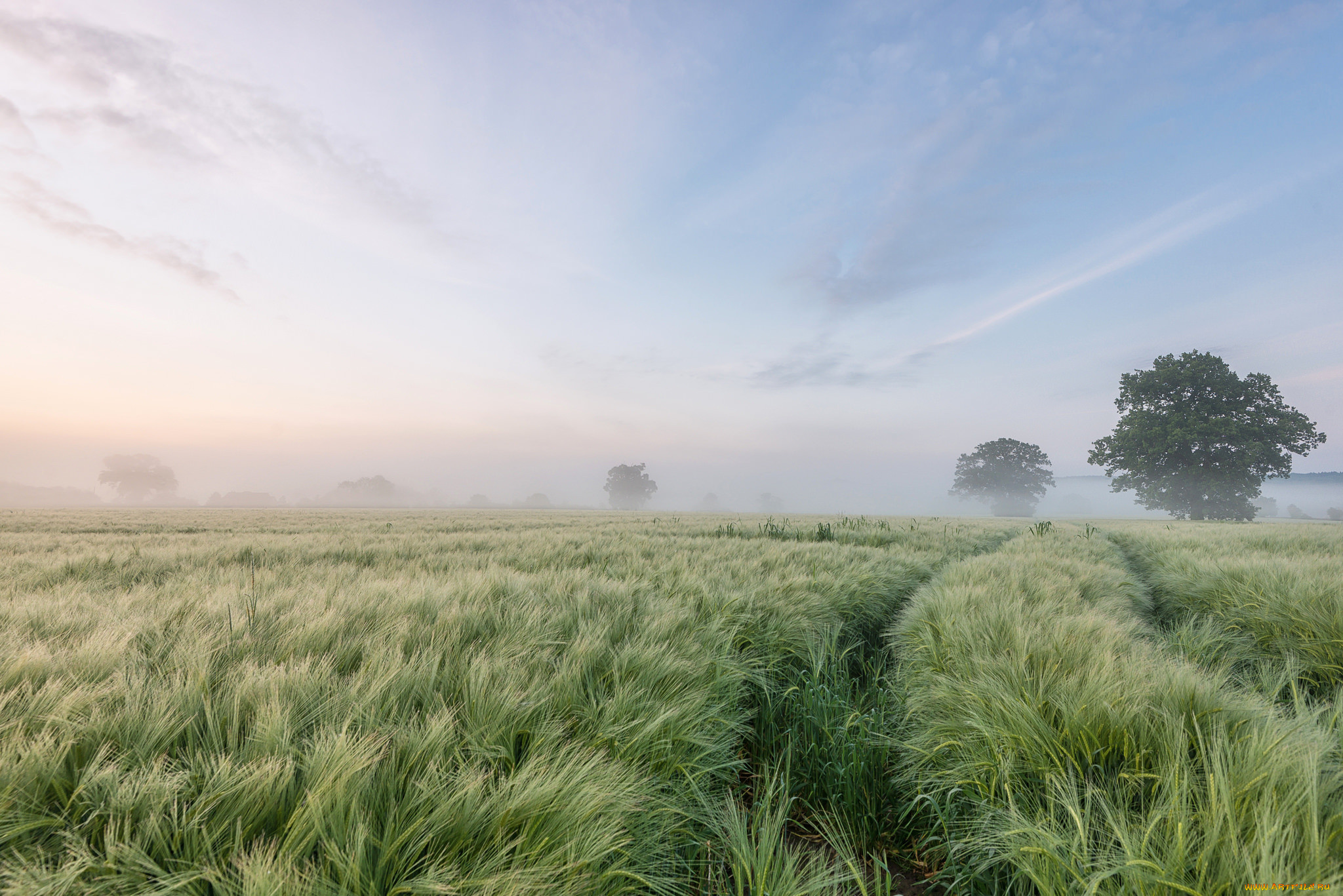 Field фото. Поле в тумане. Поля. Природа поле. Поле с высокой травой.